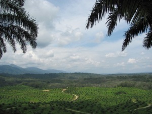 The division between uninterrupted jungle and oil palm plantation 